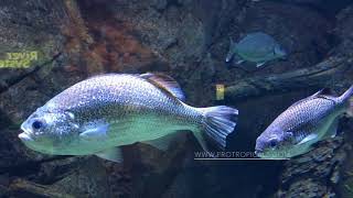 Jungle Perch  Kuhlia rupestris  Australian Freshwater Fish [upl. by Anavas]