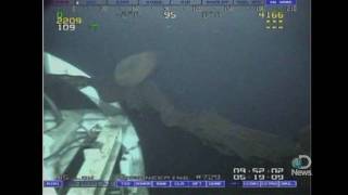 Rare Monster Jellyfish Caught on Tape [upl. by Marie-Jeanne]