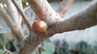 Jaboticaba Red Hybrid  Bud to Fruit [upl. by Elly]