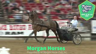 The congenial and versatile Morgan horse at Midwest Horse Fair [upl. by Namzzaj]