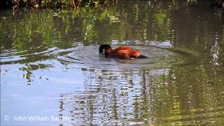 pato turrio se da un baño oxyura jamaicensis andina [upl. by Juback702]