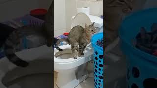 Pambihirang Pusa funny ytshort shortvideo catvideos catshorts cat [upl. by Coit]