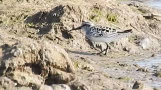 BroadBilled Sandpiper Marshside RSPB 27422 3 [upl. by Bello280]