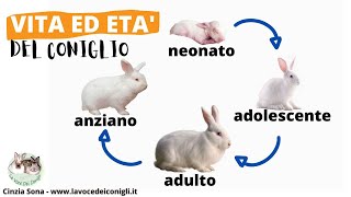 Fasi di VITA ed età del CONIGLIO [upl. by Siderf]