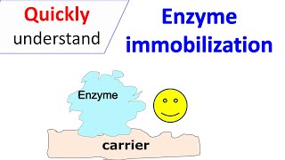 Enzyme immobilization [upl. by Normandy914]