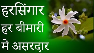 हरसिंगार  हर बीमारी में असरदार │ Night Jasmine Benefits │ Harsingar Ke Fayde │ Imam Dasta [upl. by Ariait135]