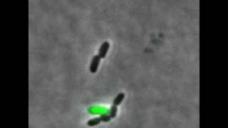 Bacteriophage lambda lysis and lysogeny [upl. by Reiners]