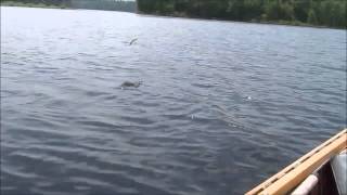 Small Mouth Bass Fishing in Maine [upl. by Aleris]