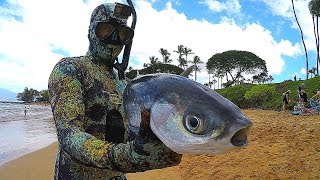 Spearfishing Hawaiian Style  Big Catch [upl. by Alanah803]