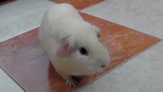 COBAYA JUGANDO  Conejillo de indias  Guinea pig Meerschweinchen cuyo graciosa [upl. by Mayap339]