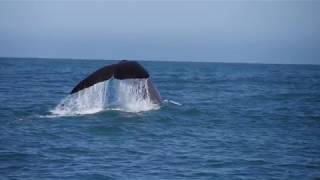 Whale Watch Kaikoura  Marine Experience 30 secs [upl. by Hiram]