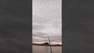 Having So Much Fun at Lake Powell  fishing fish fishingvideo fishvideo angler fishinglife [upl. by Assirahs]