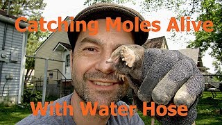 How To Catch Moles With A WATER HOSE [upl. by Ahsatin]