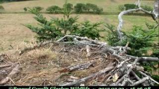 Z8 took off from perch appeared to drop groundwards  ©Bywyd Gwyllt Glaslyn Wildlife [upl. by Costanzia170]