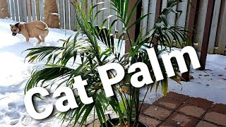 Cat Palm Chamaedorea cataractarum [upl. by Hafital669]