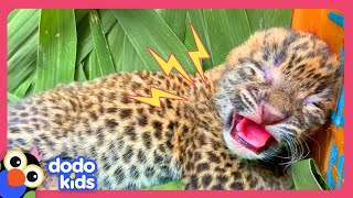 Can Rescuers Find This Tiny Leopards Mama  Dodo Kids  Rescued [upl. by Vinnie]