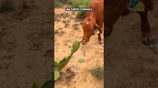 Así se convierten los cactus en el alimento perfecto para los animales 🌵🔥 shorts [upl. by Arek123]