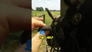 Surprising Trick to Calm Horses Ever Heard of These Earplugs [upl. by Bernelle]