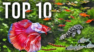 The BEST Mates for Betta Fish in Community Tanks [upl. by Carmine]