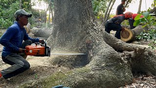 Best skills… Cut down 2 tall amp dangerous trees with strongest chainsaw‼️ [upl. by Aguayo220]