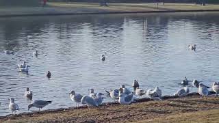 Ringbilled Gulls in the park [upl. by Mirak]