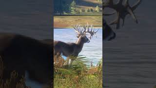 The Most STUNNING Great One Whitetail Deer UP CLOSE Call of the wild shorts [upl. by Stichter]