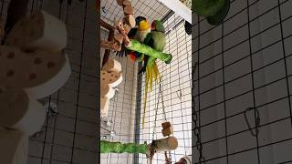 parrot nimfa pamflet pets anime birds parrotanafi funny animals asmr attitude attitude [upl. by Zaneski]