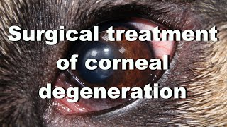 Surgical treatment of corneal degeneration in a dog Superficial lamellar keratectomy [upl. by Nerual]