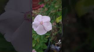 flowers vincas vinča shortvideo shorts [upl. by Nosyt795]