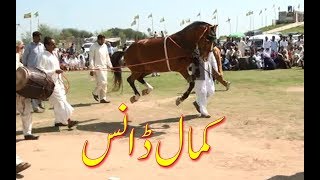 Best horse dance in pakistan No31 [upl. by Ripleigh]