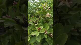 Seedless Lemon Tree Lemon Plant Lemon plant at home Easy to grow Fruit plant Lemon [upl. by Lennahs]