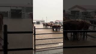 Gado em confinamento na chuva forte [upl. by Bundy]