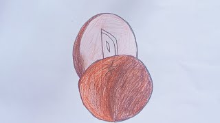 How to draw sapodilla সফেদা আঁকা শিখিন [upl. by Olotrab970]