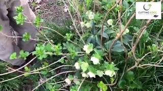 Pruning Hydrangea macrophylla deadwood [upl. by Smailliw]