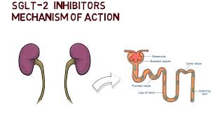 SGLT2 Inhibitors  Mechanism of Action [upl. by Clower]