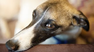 Getting to Know the Whippet Breed History and Origins [upl. by Ihab]