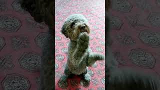 Lagotto Romagnolo training dog dogtraining dogtricks smartdog lagottoromagnolo lagotto [upl. by Dunkin]