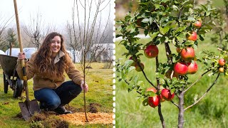 How to Plant Fruit Trees for MAXIMUM Growth and Harvest [upl. by Fretwell]