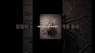 라임병의 숨겨진 위험 북미의 제2의 에이즈 [upl. by Aikem]