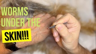 How to remove botfly from your pet [upl. by Wilhelmina770]