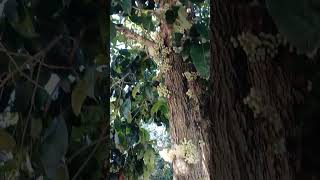 Dysoxylum densiflorum on busy road in Gold Coast QLD Australia [upl. by Fernande]