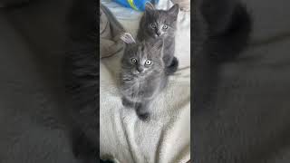 Cute Nebelung kittens [upl. by Uchida]