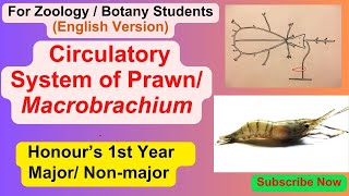 Circulatory Blood Vascular system of Prawn Macrobrachium Hons 1st Year ZoologyNon major Botany [upl. by Anoynek]