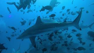 Sharks Sharks Sharks Hulhumale Beyru Maldives [upl. by Eradis]