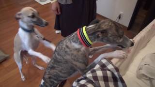 Whippets meet a newborn baby [upl. by Griffie]