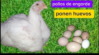 ¿LOS POLLOS de ENGORDE ponen HUEVOS a los 60 Días ¿es bueno o no [upl. by Haldeman300]