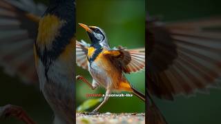 The red capped manikin birds wildlife [upl. by Secor]