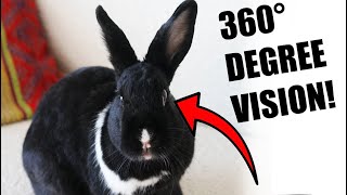 12 Most Fascinating Facts About Rabbits [upl. by Lupita729]