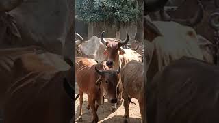 Cows video 🐄🐄 Gokul Goushala gouseva goumata shortvideo [upl. by Irtimd]