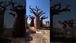 Baobab Tree [upl. by Gerhardine]